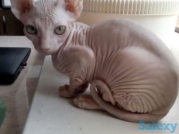 Элитные котята Канадского сфинкса, фотография 1