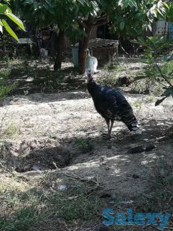 Индюки, фотография 1