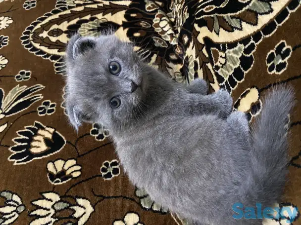 Продаётся Скоттиш-фолд котёнок, фотография 7
