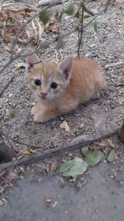 Котята в добрые руки, фотография 1