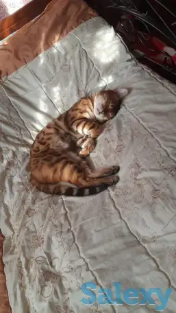 Бенгальский кот, фотография 2