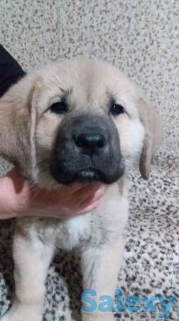 Щенки испнского мастиффа, фотография 1