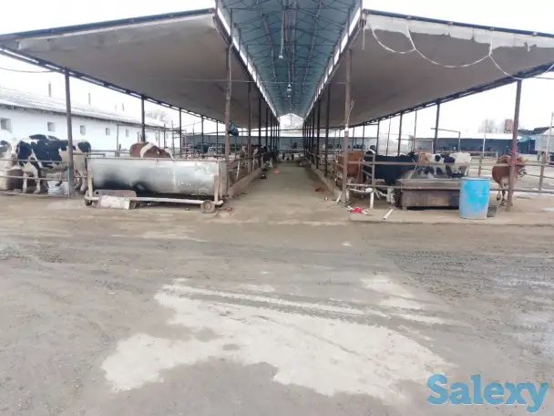 Ферма сотилади, область, Янгиюльский район, фотография 5