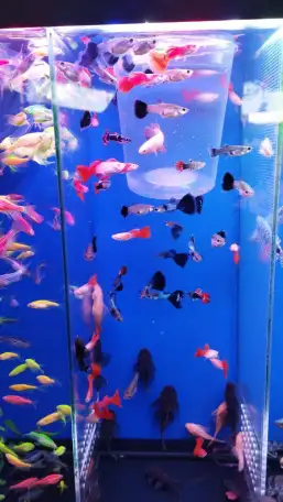 Аквариумные рыбки, фотография 3