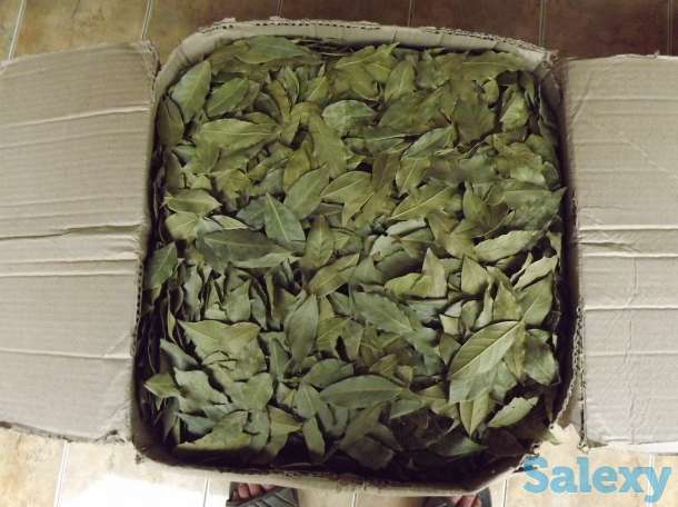 Лавровый лист и специи, фотография 3