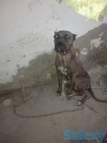 Продам собаку., фотография 2