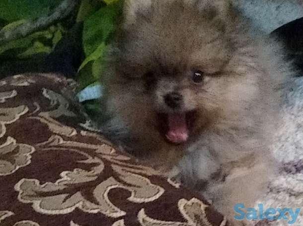 Померанский шпиц, фотография 1