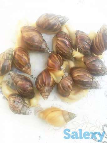 Продаются улитки., фотография 1