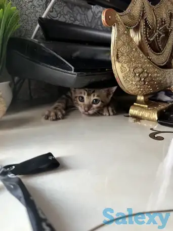 Бенгальский котенок, фотография 8