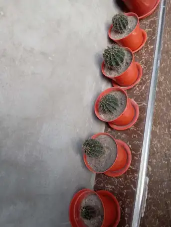 Срочно продам комнатные растения, фотография 7