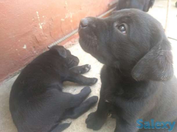 щенки лабрадора, фотография 2