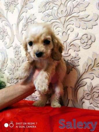 Девочка спаниель. Американка, фотография 1