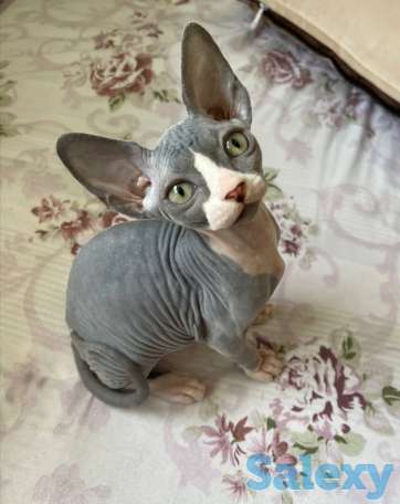 Домашние животные, фотография 2