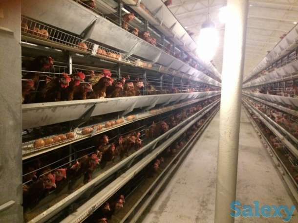 Бройлер - Климат-контроль, фотография 1