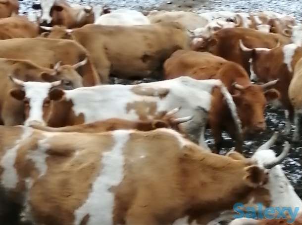 коровы, нетели,телки симментальской породы 2020 года, фотография 2