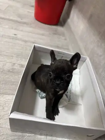 Французский бульдог, фотография 1