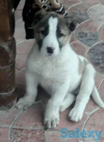 Продается шенок алабая, фотография 1