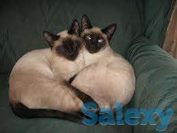 Элитные  сиамские котята, фотография 11