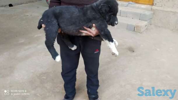 Alabay alabay alabay, фотография 1