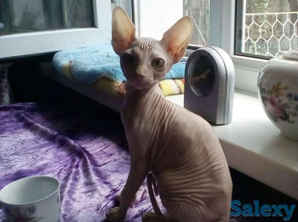 Элитные котята Канадского сфинкса, фотография 4