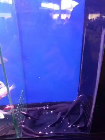 Аквариумные рыбки, фотография 6