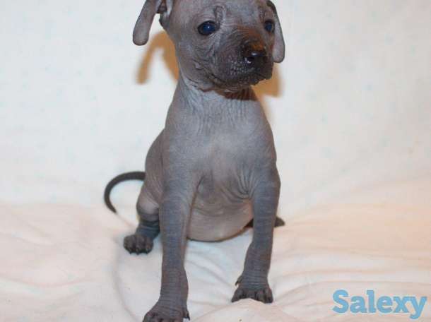 Щенки Ксолотицкунтли мини, фотография 5