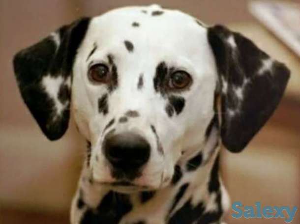 Dalmatin, фотография 1