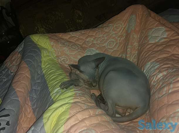 Продам кота породы канадский сфинкс, фотография 1