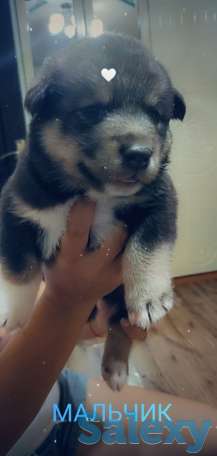 Продаются щенки Аляскинского маламута, фотография 2