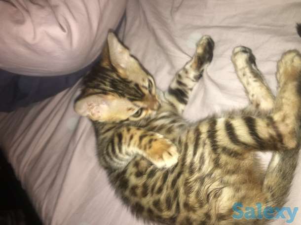 Чистокровные бенгальские котята, фотография 6