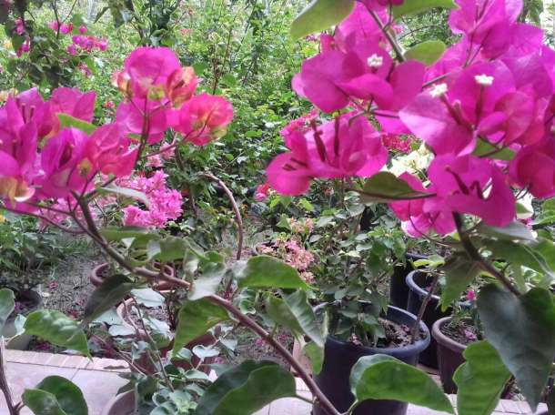 Декоративные растении, фотография 4