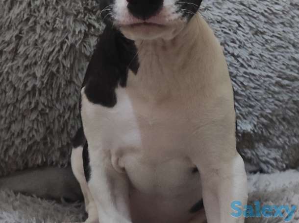 Продаются чистокровные щенки Американского Питбультерьера, фотография 1