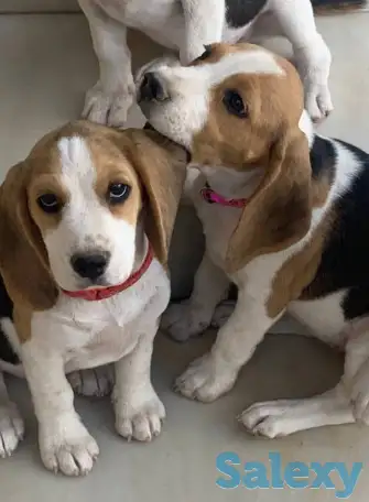 Продаются клубные щенки бигля, фотография 1