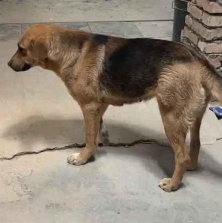 Продаются щенки, фотография 2