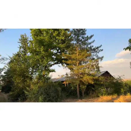 Бывший пионерский лагерь, Краснагорск, фотография 5