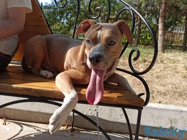 Стаффорд бесплатно, фотография 2