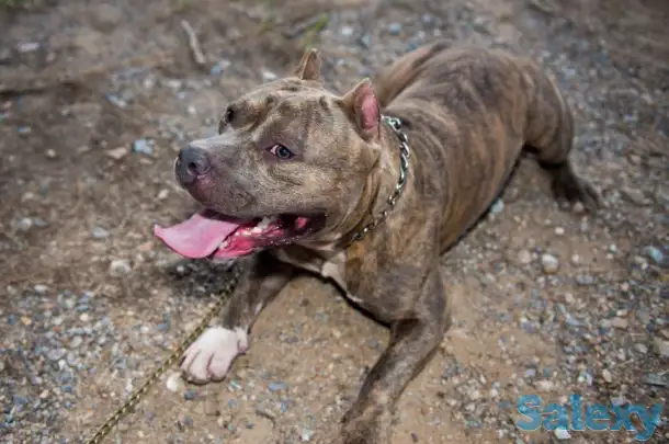 Продам собаку., фотография 1