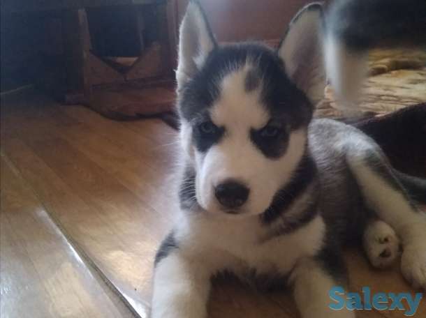 Щенки Сибирской Хаски, фотография 8