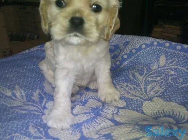 Очаровательные щенки американского  кокенспаниеля, фотография 1