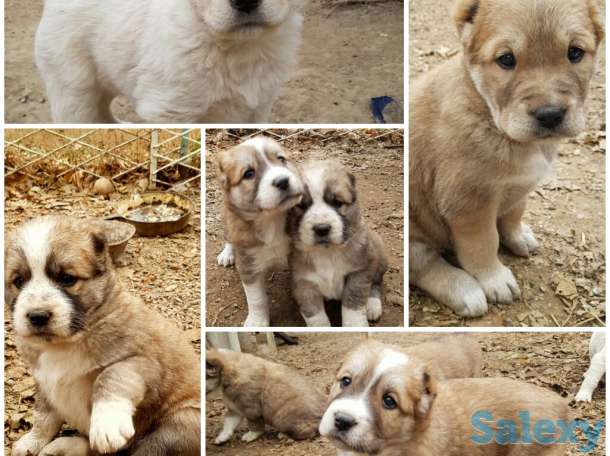 Продаются чистокровные алабаи!, фотография 1