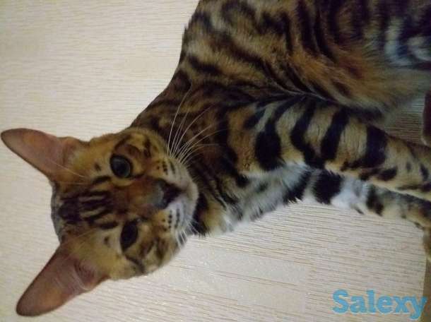 Бингальский кот, родословный, с документами и прививками, фотография 3