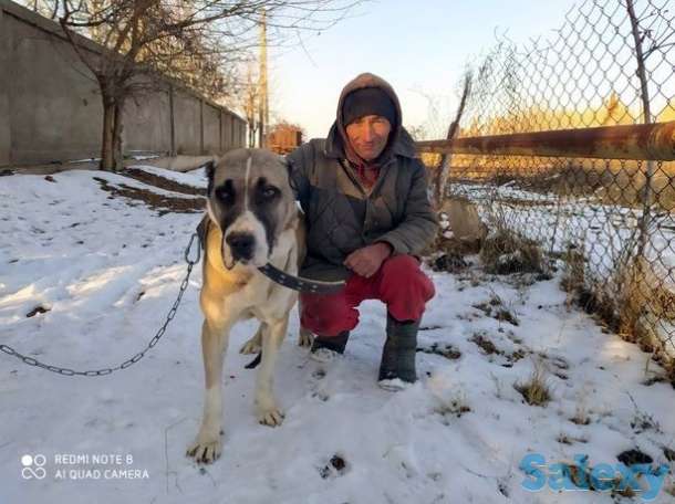 Бартер алабайни алмашаман товукларга ёки куркаларга, фотография 1