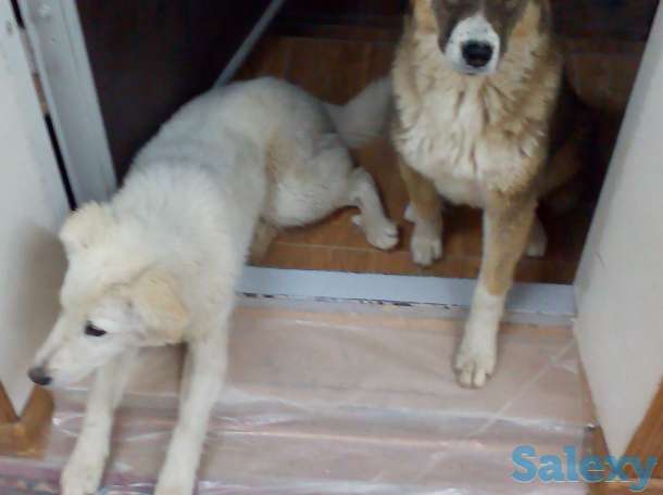 ищу добрые руки для собак, фотография 5