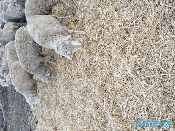 Мериносовые овцы, фотография 3