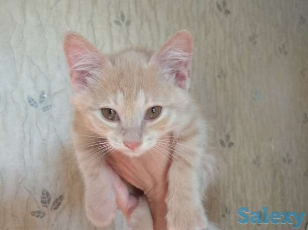 Отдам хорошеньких котят в добрые руки, фотография 9