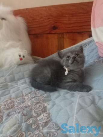 Породистые шотландские котята, фотография 7