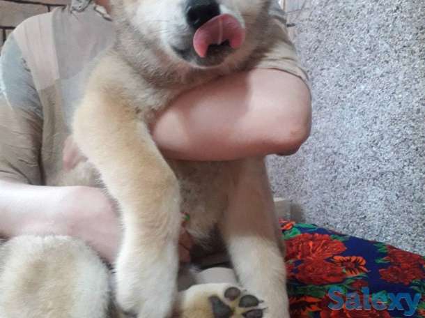 Акита от чемпиона, фотография 1