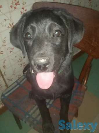 Срочно продается Алиментный лабрадор, фотография 2