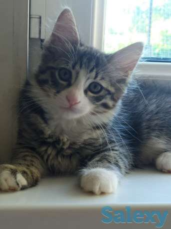 Отдам котят в хорошие руки, фотография 2