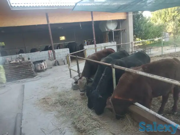 Продажа Ферма Дача, ТашОбл Юкори Чирчик Янги Бозор дахаси, фотография 2